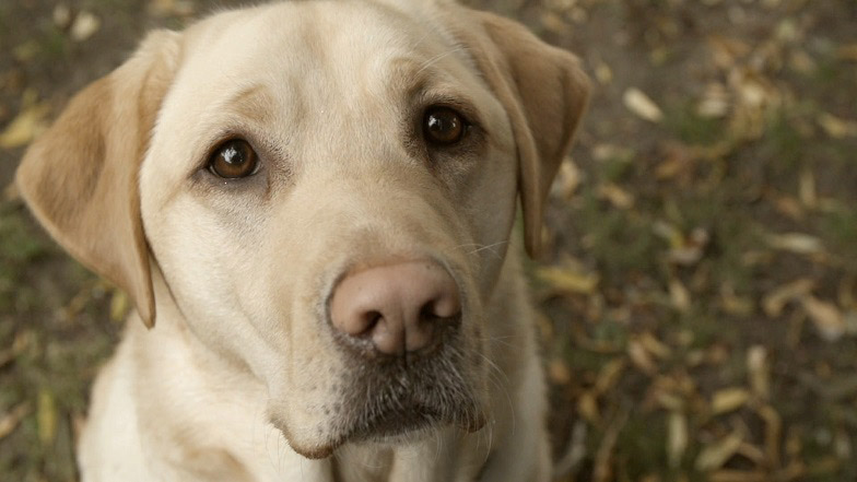 Headshot of a golden Labrador dog looking at the camera.