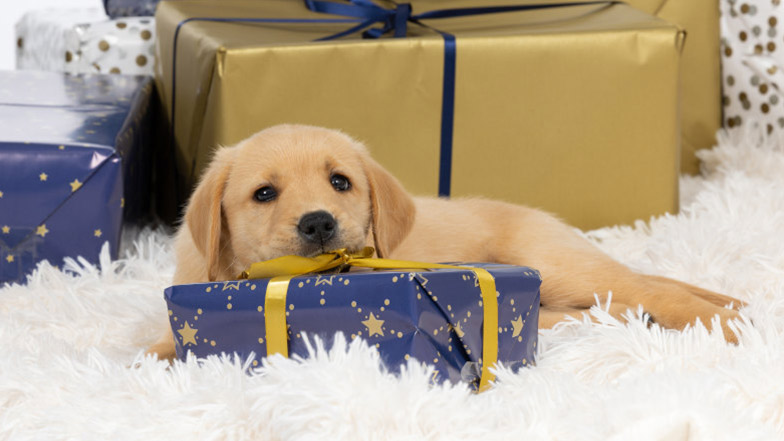 Guide dog puppy sitting with several Christmas packages.