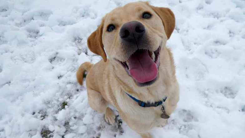 A happy Labrador siting in the snow.